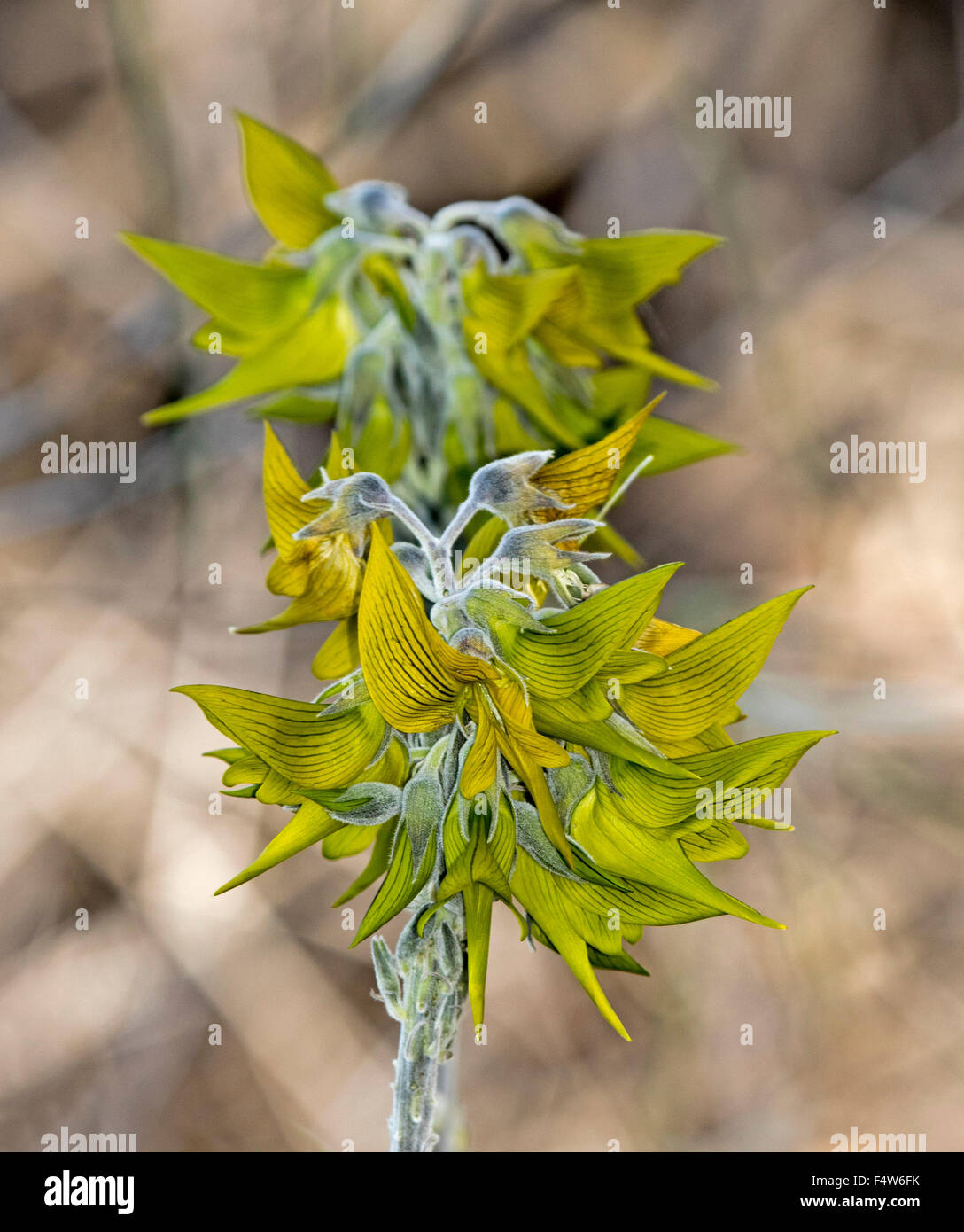 Cluster of unusual yellow / green flowers of Crotalaria cunninghamii, regal birdflower blooming in outback South Australia Stock Photo