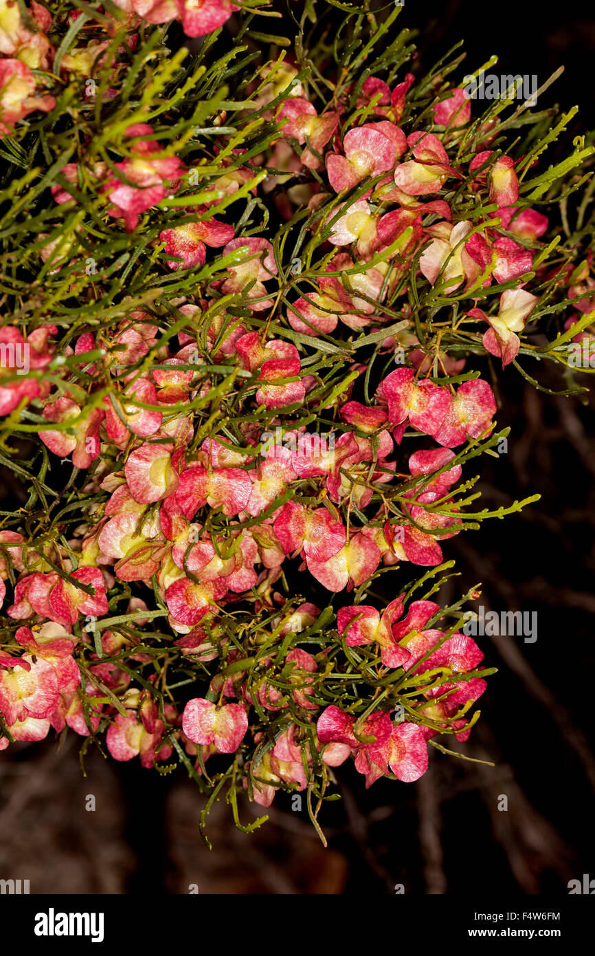 Large cluster of bright pink/red fruit / seed capsules & foliage of Dodonea lobulata, hop bush on dark background in outback Australia Stock Photo