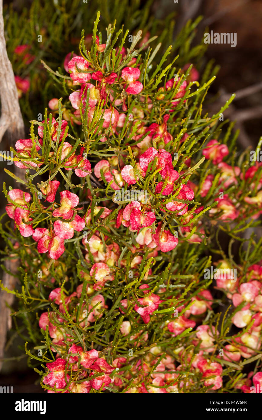Large cluster of bright pink/red fruit / seed capsules & foliage of Dodonea lobulata, hop bush on dark background in outback Australia Stock Photo