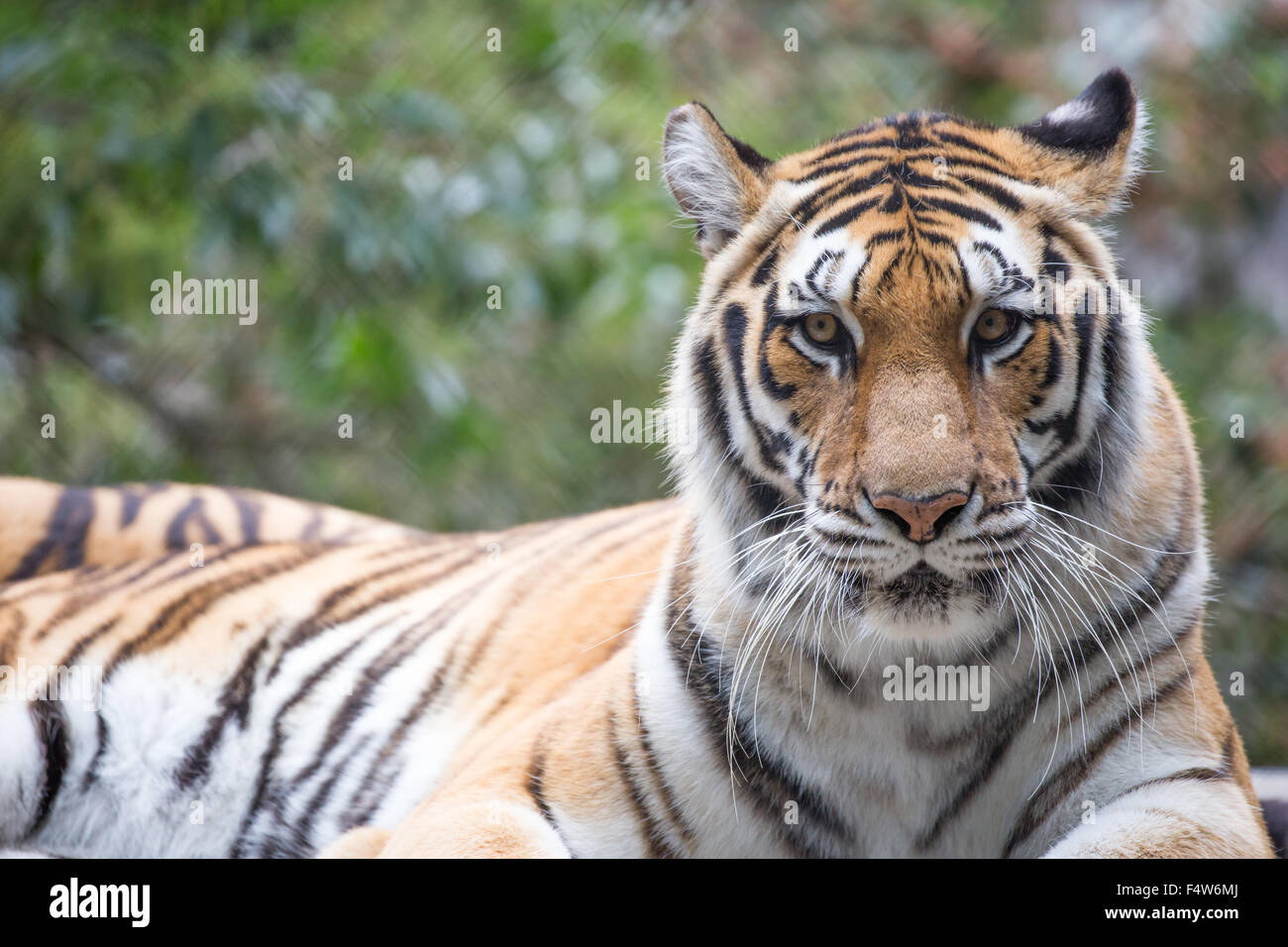 Tiger (Panthera tigris) closeup Stock Photo