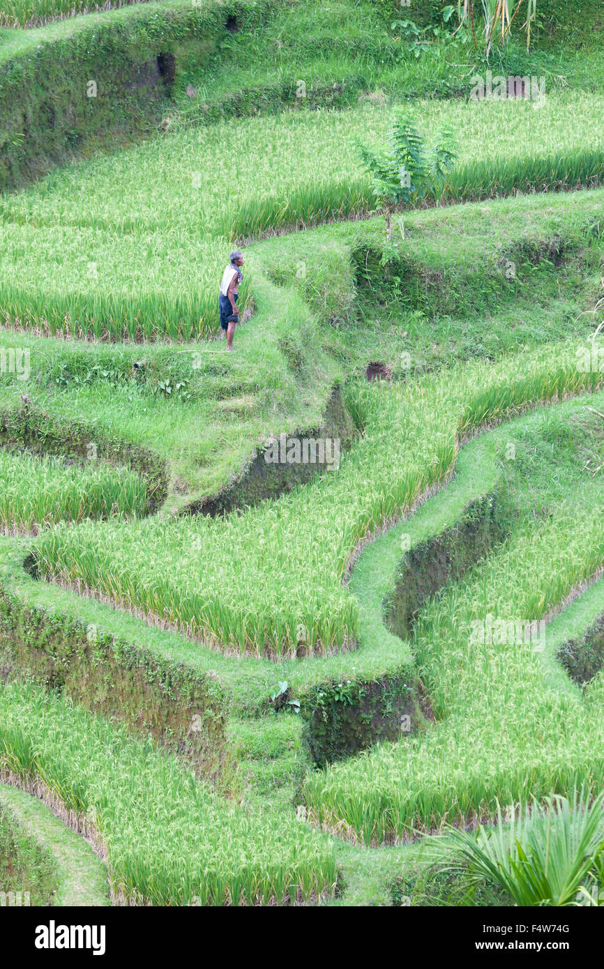 Rice terraces near Tegallalang, Bali, Indonesia Stock Photo
