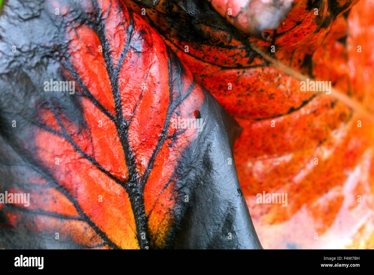Bergenia cordifolia, Autumn leaves Stock Photo