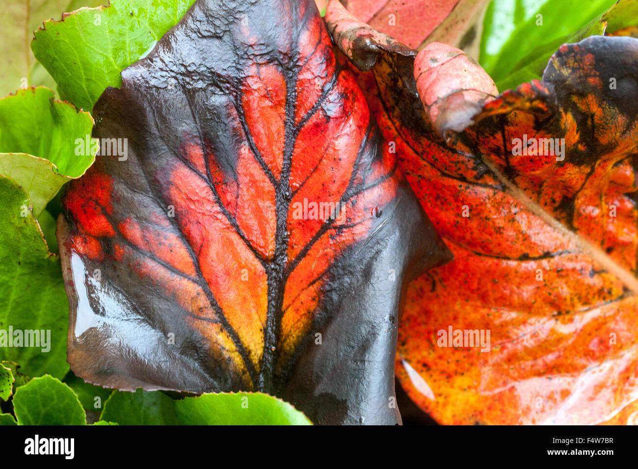 Bergenia Autumn leaves Stock Photo