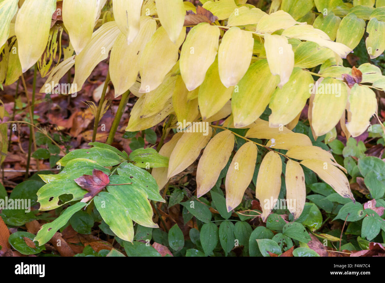 Solomon's seal Polygonatum odoratum,  autumn colors, leaves Stock Photo