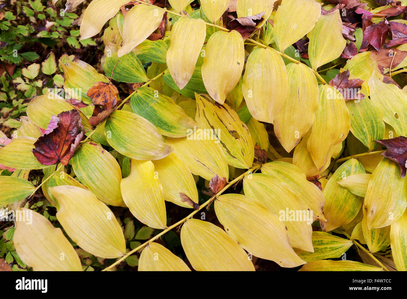 Solomon's seal Polygonatum odoratum,  autumn colors, leaves Stock Photo