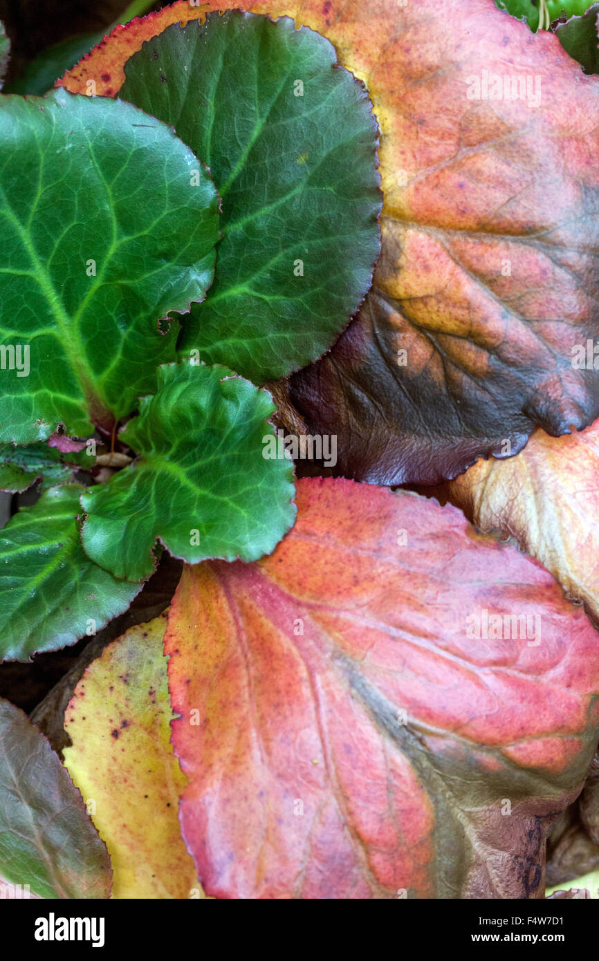 Bergenia cordifolia, Autumn leaves Stock Photo