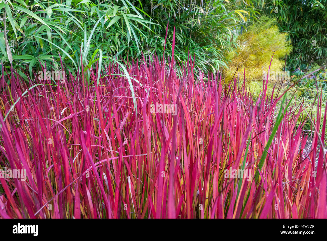 Japanese Blood Grass, Imperata cylindrica Red Baron ornamental grasses autumn leaves border the perennial garden, grass leaves autumn Stock Photo