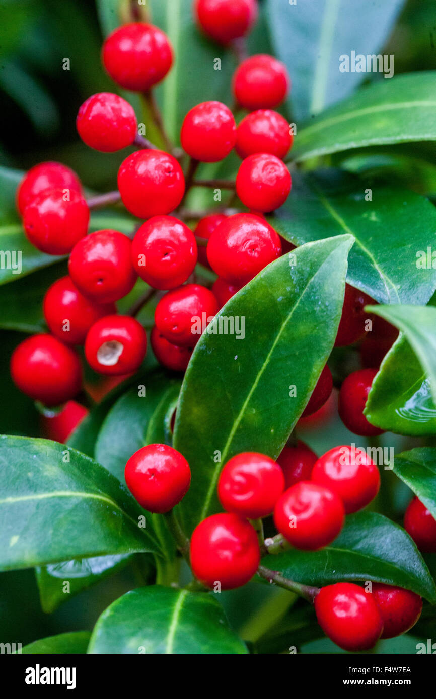 Japanese Skimmia japonica red berries closeup Stock Photo