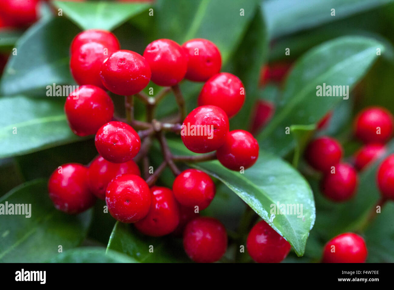 Skimmia japonica red berries close up Stock Photo