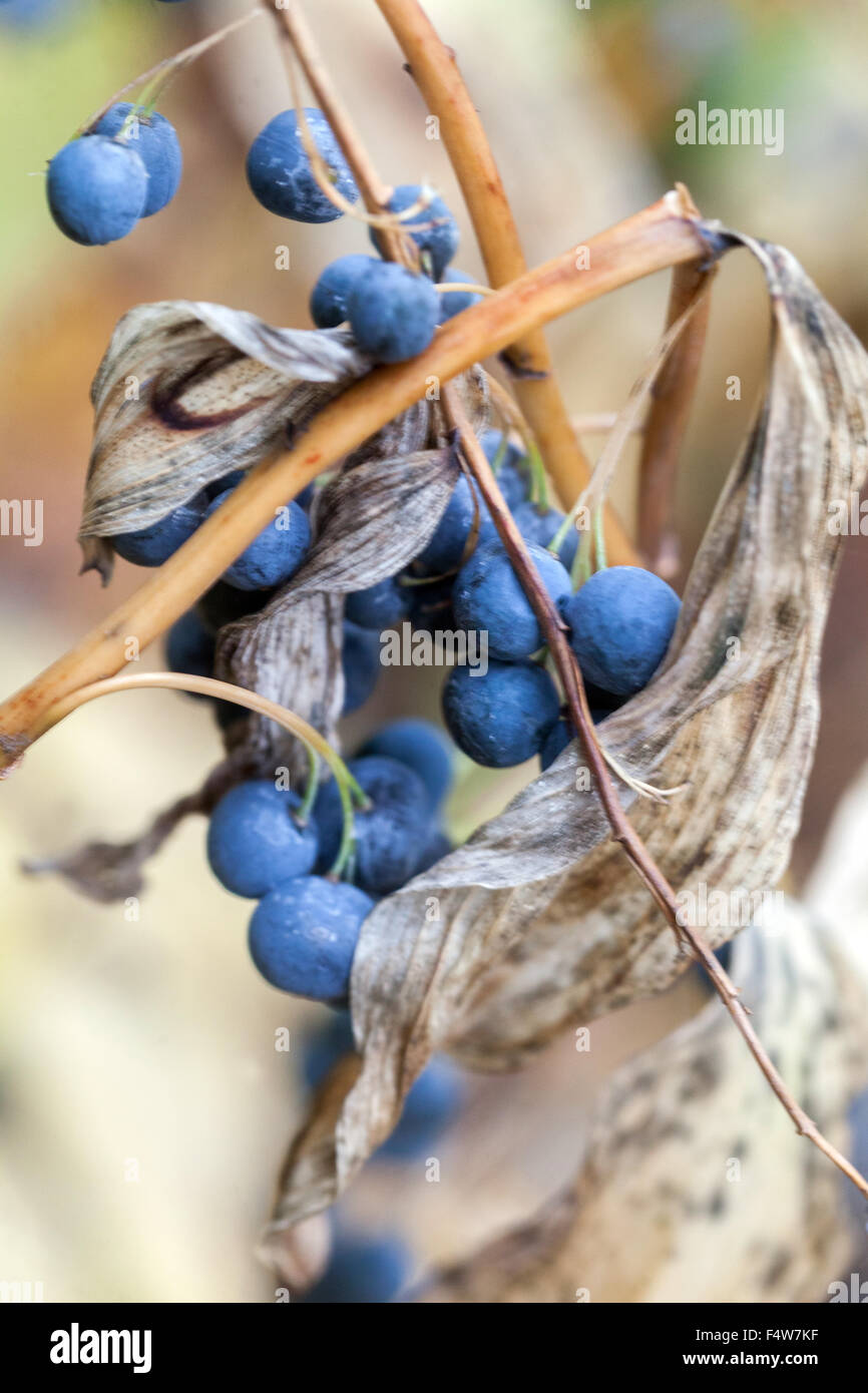 Solomon's seal Polygonatum odoratum,  poisonous fruits, berries Stock Photo