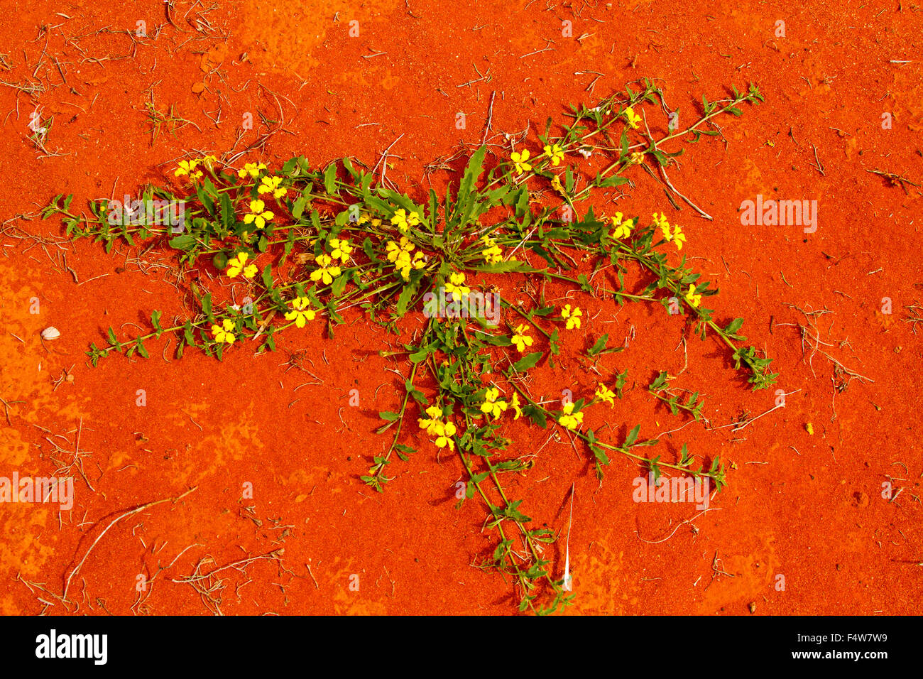 Yellow flowers & green leaves of Goodenia glabra, ground cover plant growing on red soil in outback Queensland Australia Stock Photo