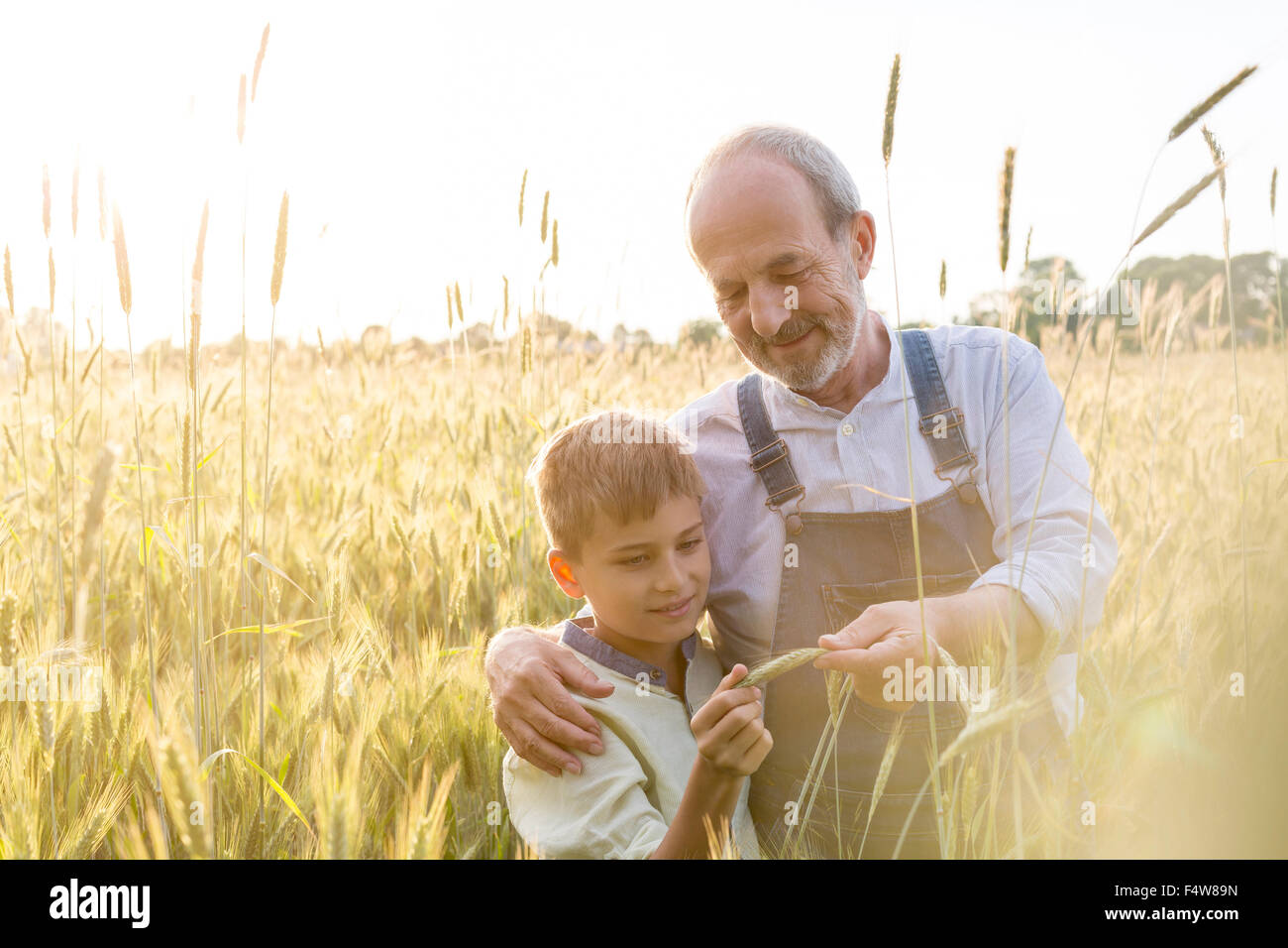 Farmer grandfather and grandson examining rural wheat crop Stock Photo