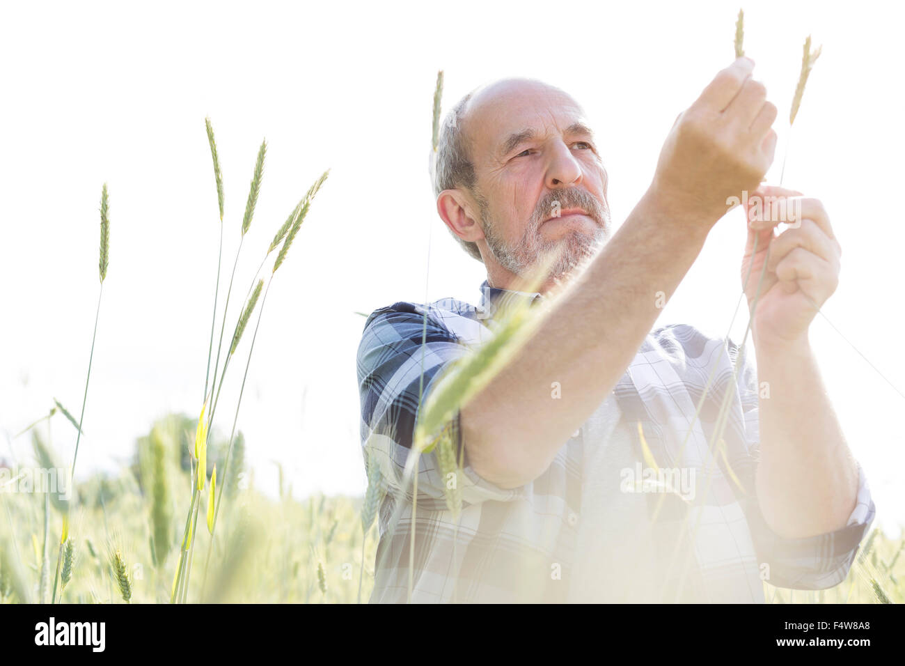 Serious farmer examining rural wheat stalk crop Stock Photo