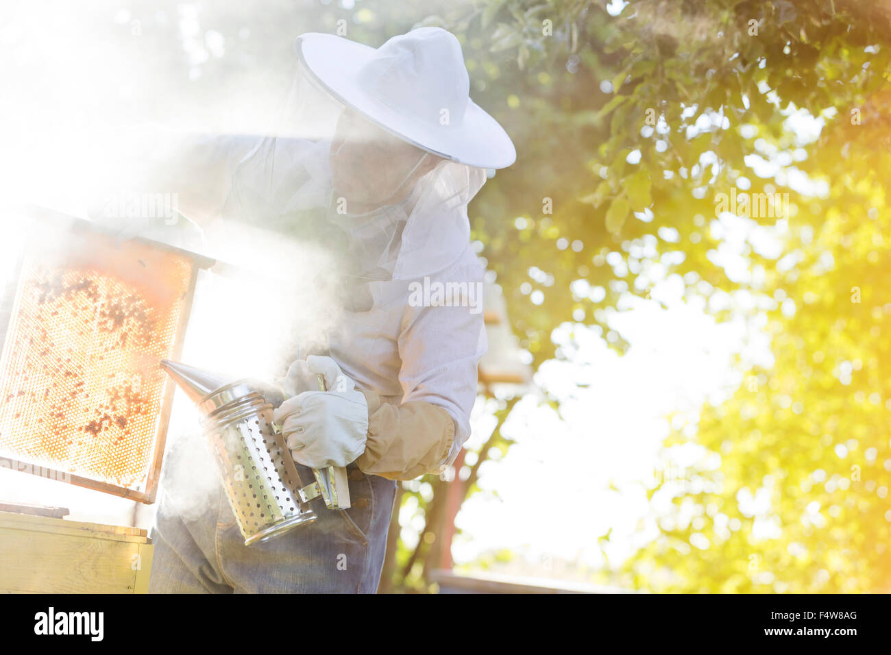Beekeeper using smoker to calm bees Stock Photo