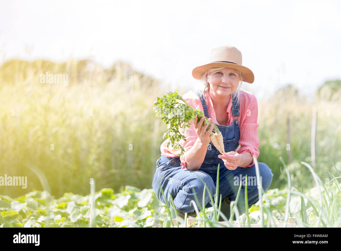 Portrait smiling senior woman harvesting carrots in sunny garden Stock Photo