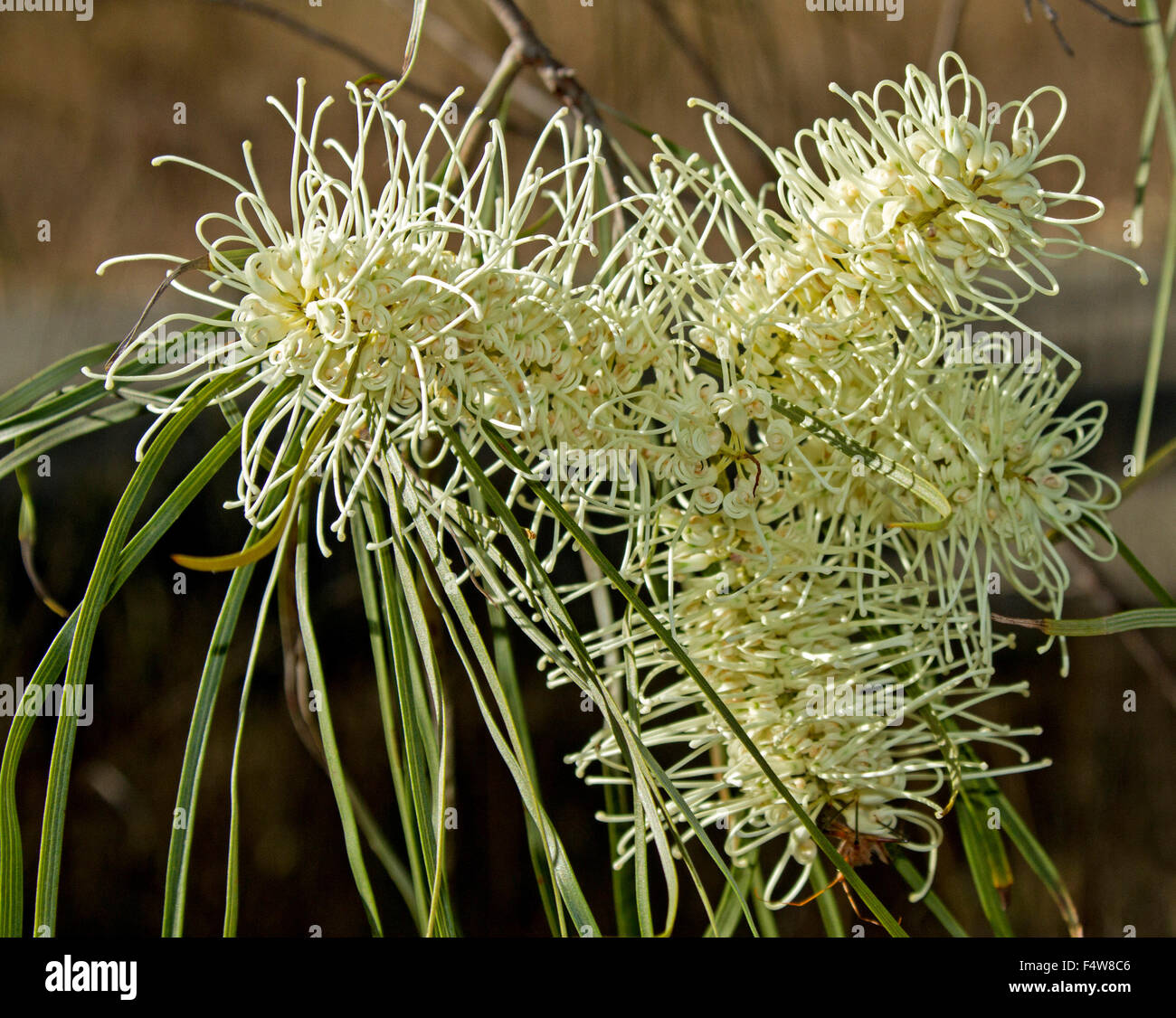 Large creamy white flowers and long green leaves of Grevillea parallela, beefwood, silver oak, Australian native tree Stock Photo