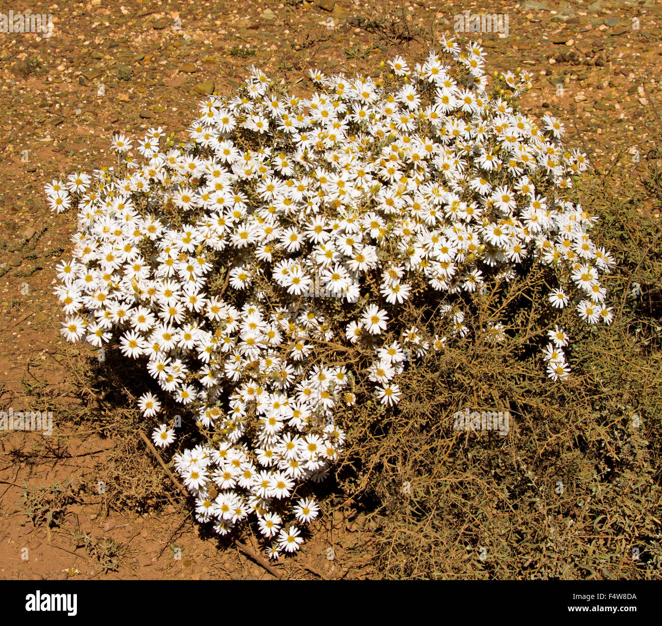Shrub with mass of wildflowers, white daisies of Olearia pimeleoides, mallee daisy bush growing in outback South Australia Stock Photo