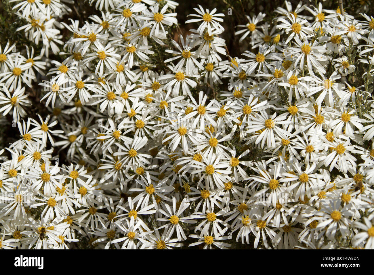 Mass of wildflowers, white daisies of Olearia pimeleoides, mallee daisy