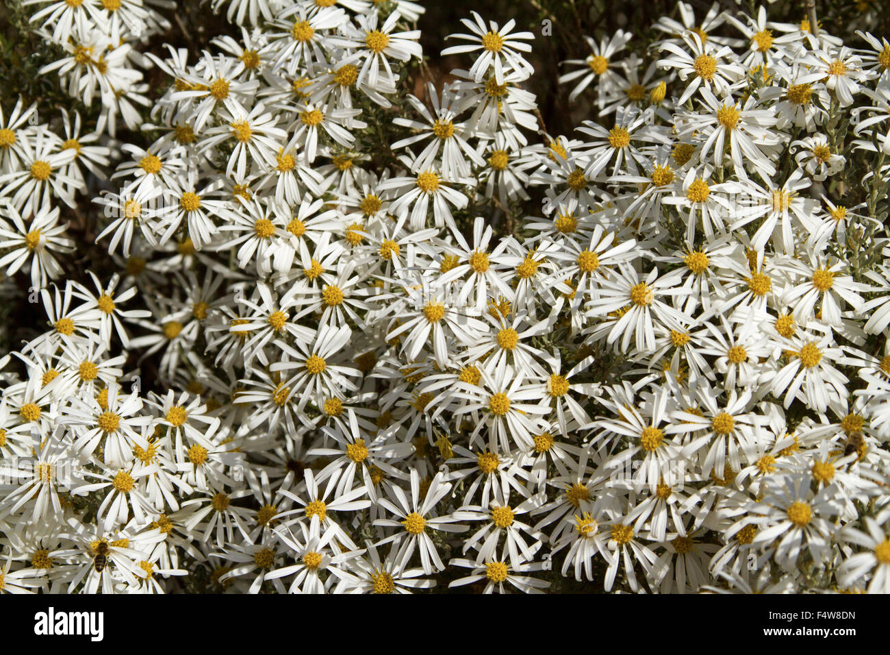 Mass of wildflowers, white daisies of Olearia pimeleoides, mallee daisy bush growing in outback South Australia Stock Photo