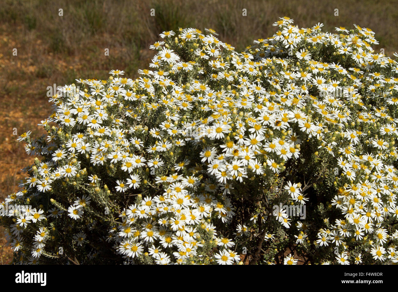 Mass of wildflowers, white daisies of Olearia pimeleoides, mallee daisy