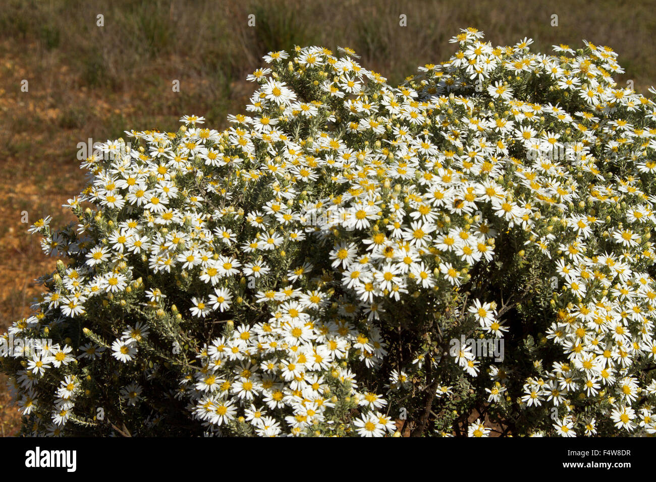 Mass of wildflowers, white daisies of Olearia pimeleoides, mallee daisy bush growing in outback South Australia Stock Photo