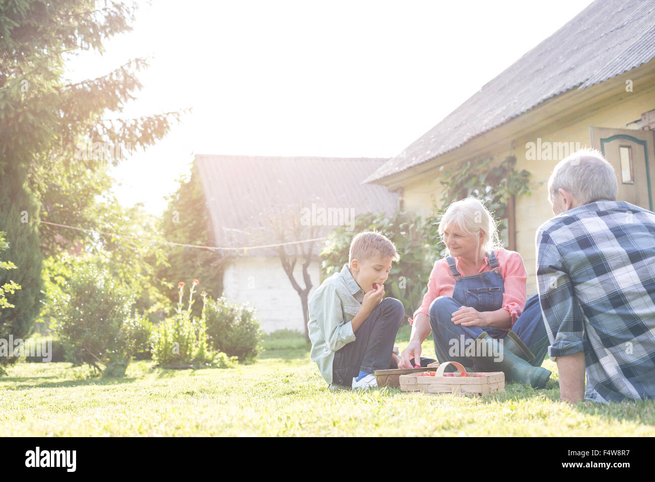Grandparents and grandson eating harvested strawberries in sunny yard Stock Photo