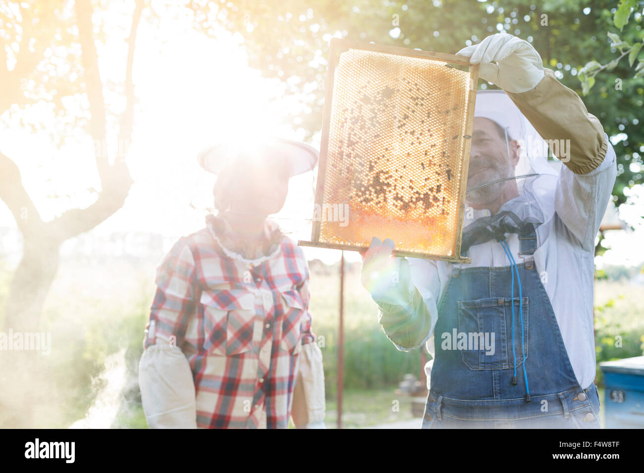 Beekeepers examining sunny bees on honeycomb Stock Photo