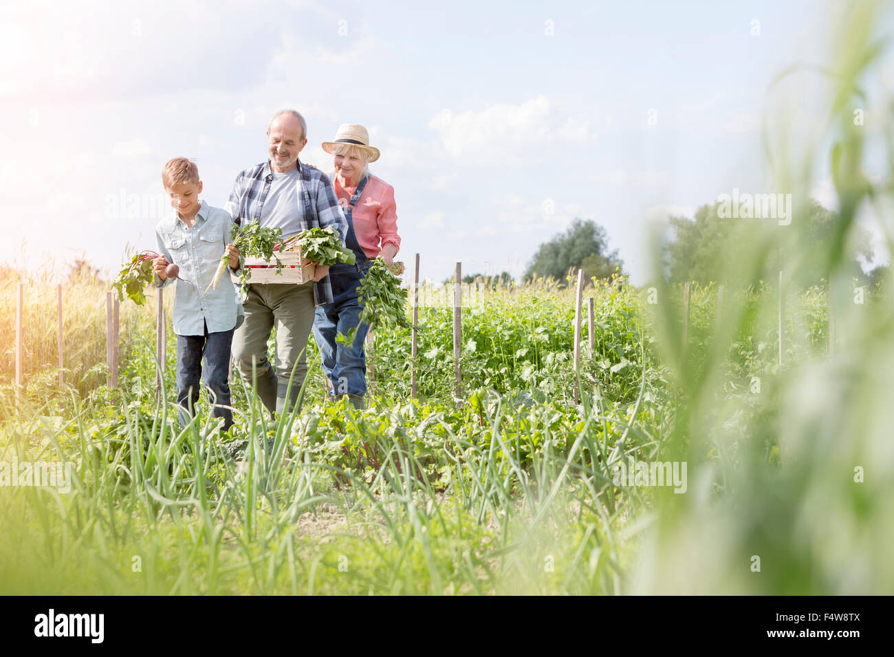 Grandparents and grandson harvesting vegetables in sunny garden Stock Photo