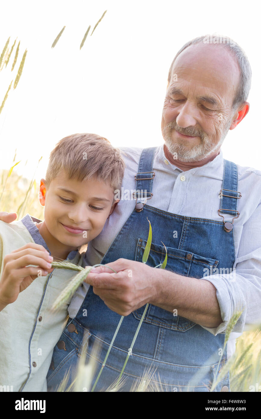 Grandfather farmer showing grandson wheat stalk Stock Photo