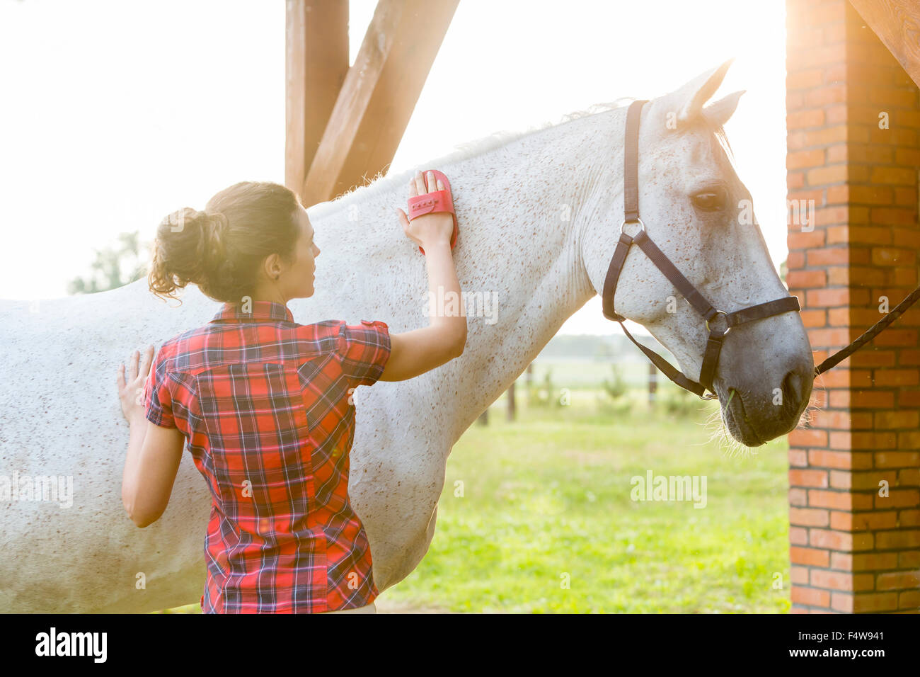 Woman brushing horse Stock Photo