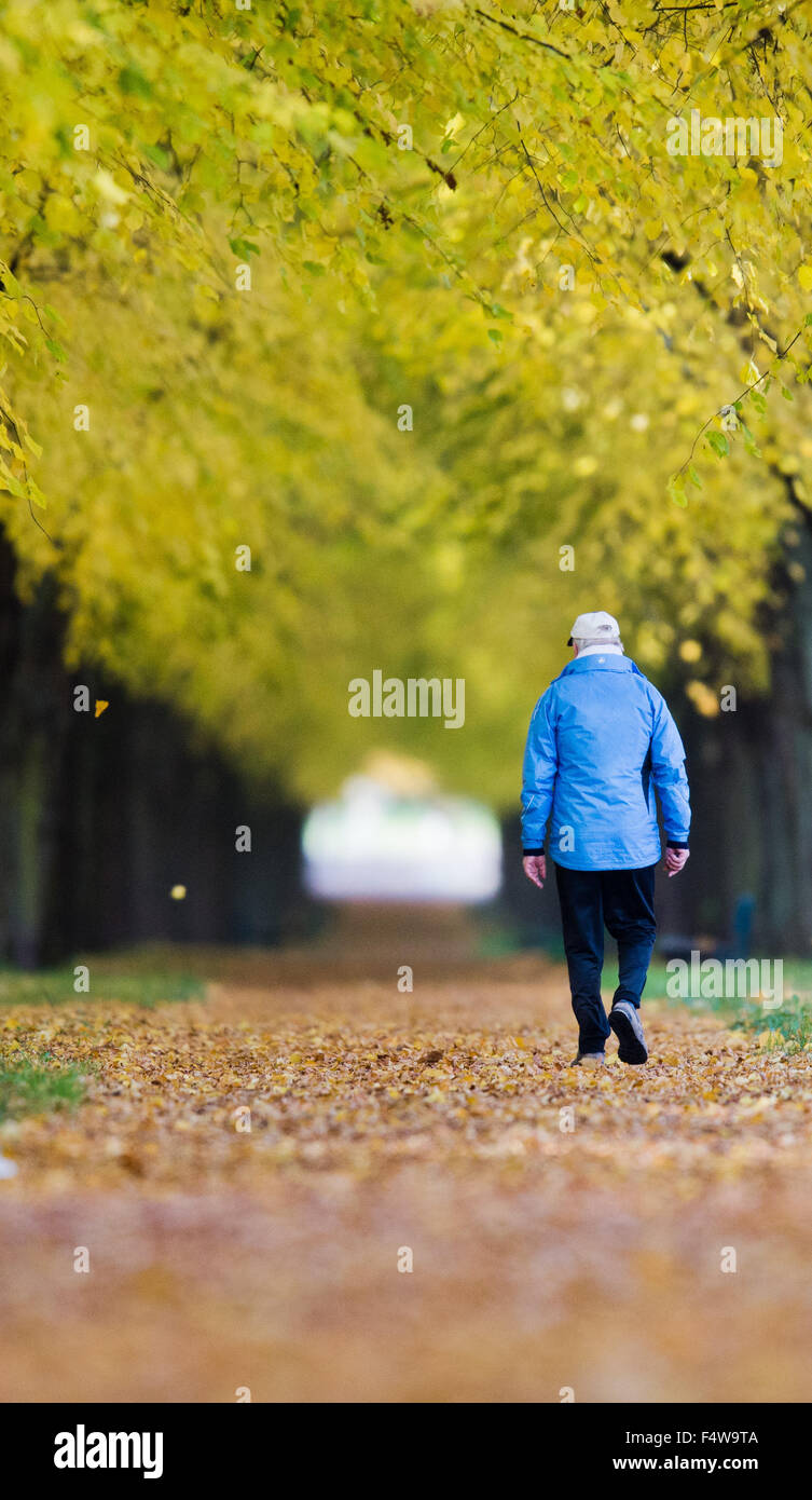 Hanover, Germany. 23rd Oct, 2015. A jogger runs down an autumn-like colored avenue in Hanover, Germany, 23 October 2015. PHOTO: JULIAN STRATENSCHULTE/DPA/Alamy Live News Stock Photo