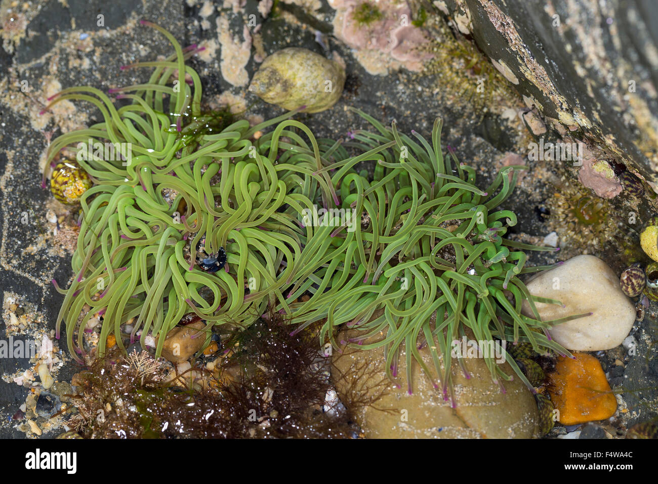 Snakelocks anemone, Wachsrose, Anemonia viridis, Anemonia sulcata, Anémone de mer verte, Actinie verte, sea anemones Stock Photo
