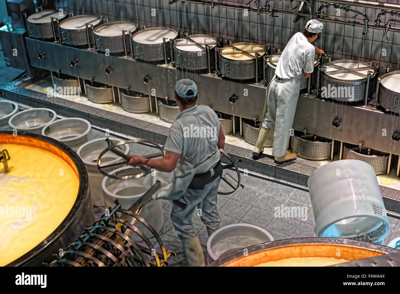 Workers putting pressure plates on a cheese presses. Production of