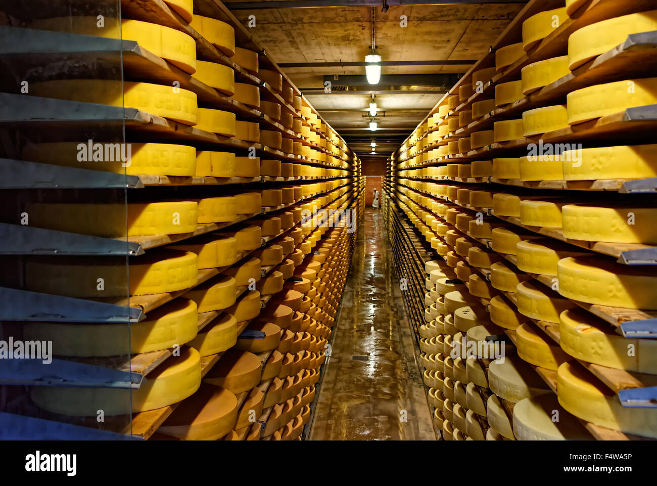 Round stacks of cheese curing in a cellar of Maison du Gruyere cheese factory in Switzerland