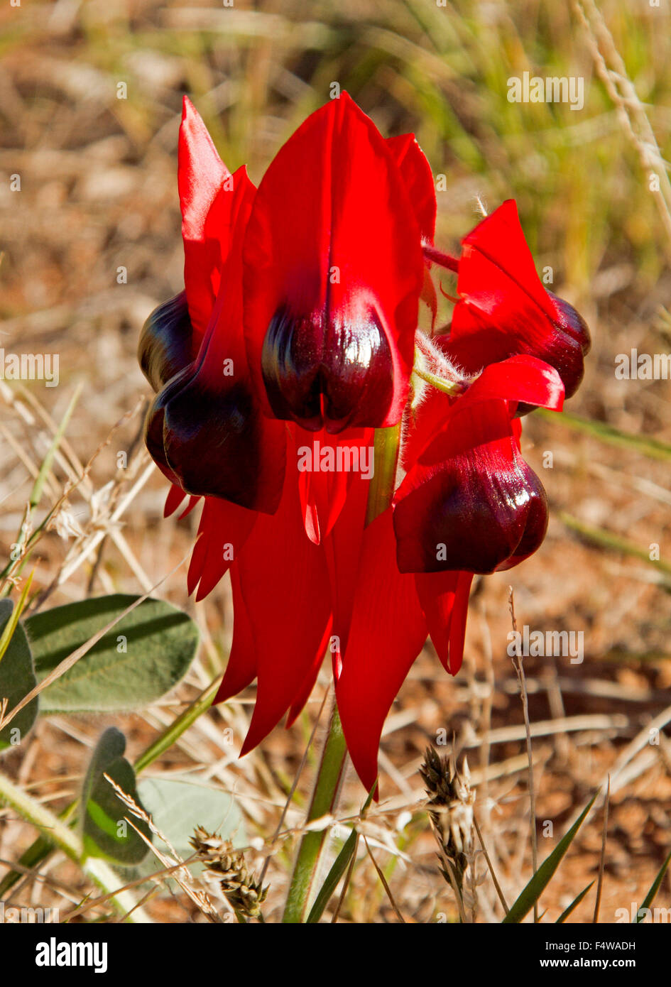 Vivid red flowers of Sturt's desert pea Swainsona formosa, state floral emblem, in Flinders Ranges in outback South Australia Stock Photo