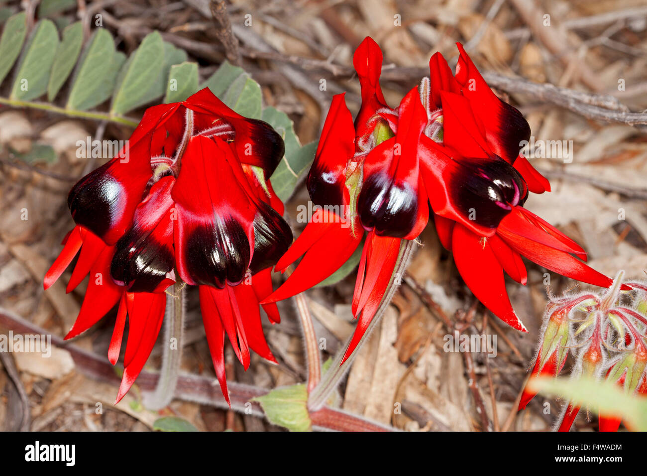 Cluster of vivid red flowers & leaves of Sturt's desert pea Swainsona formosa in Flinders Ranges in outback South Australia Stock Photo