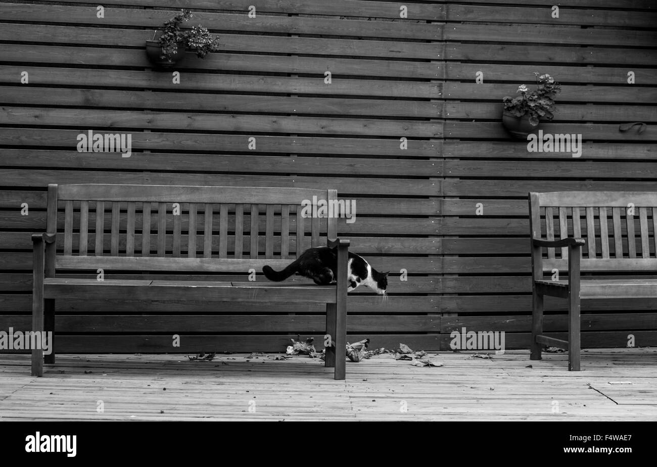 Cat jumping off park seat Stock Photo Alamy