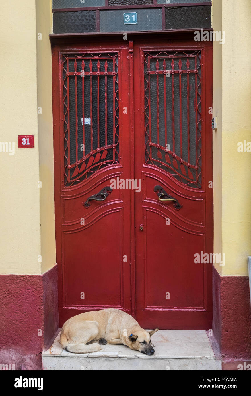 Dog sleeping in doorway Stock Photo Alamy