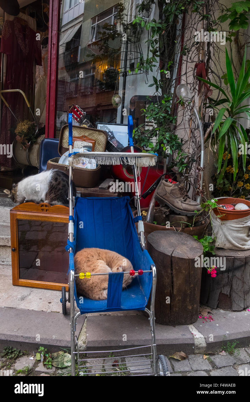 Cat's sleeping in a pram outside store Stock Photo