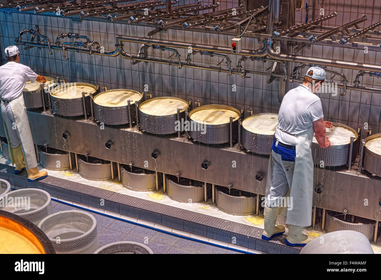 Curd poured into cheese molds to be pressed. The production of Gruyere