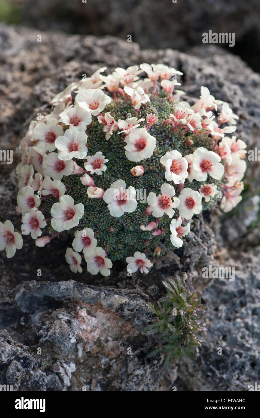 Saxifrage, Saxifraga sp., growing on limestone rocks, Pyrenees, Spain. Stock Photo