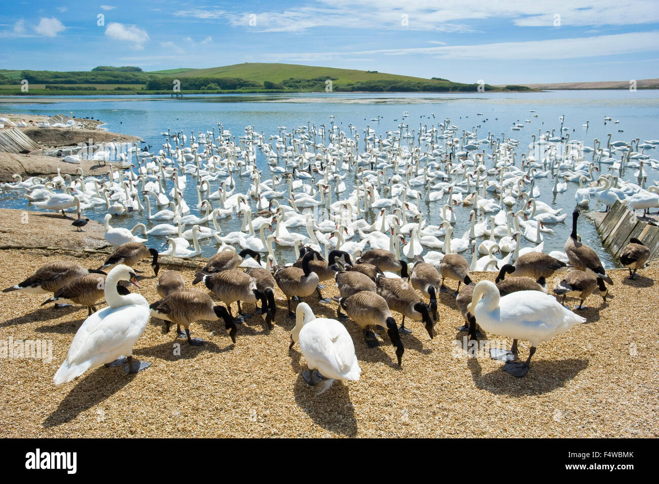 An image showing the swans at the Abbotsbury swan sanctuary in Dorset. Stock Photo