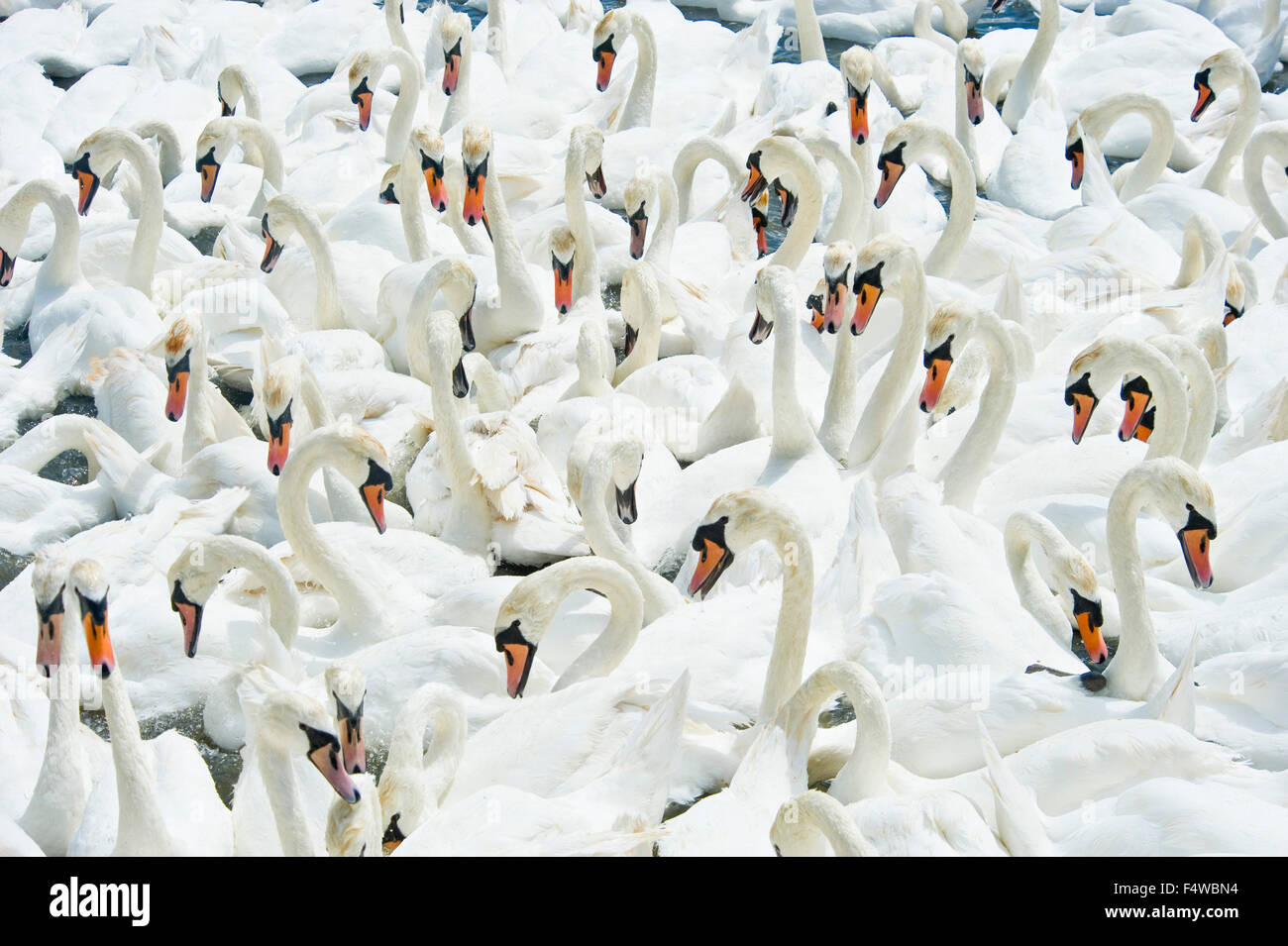 A compressed perspective view of the swans at the Abbotsbury swan sanctuary in Dorset. Stock Photo