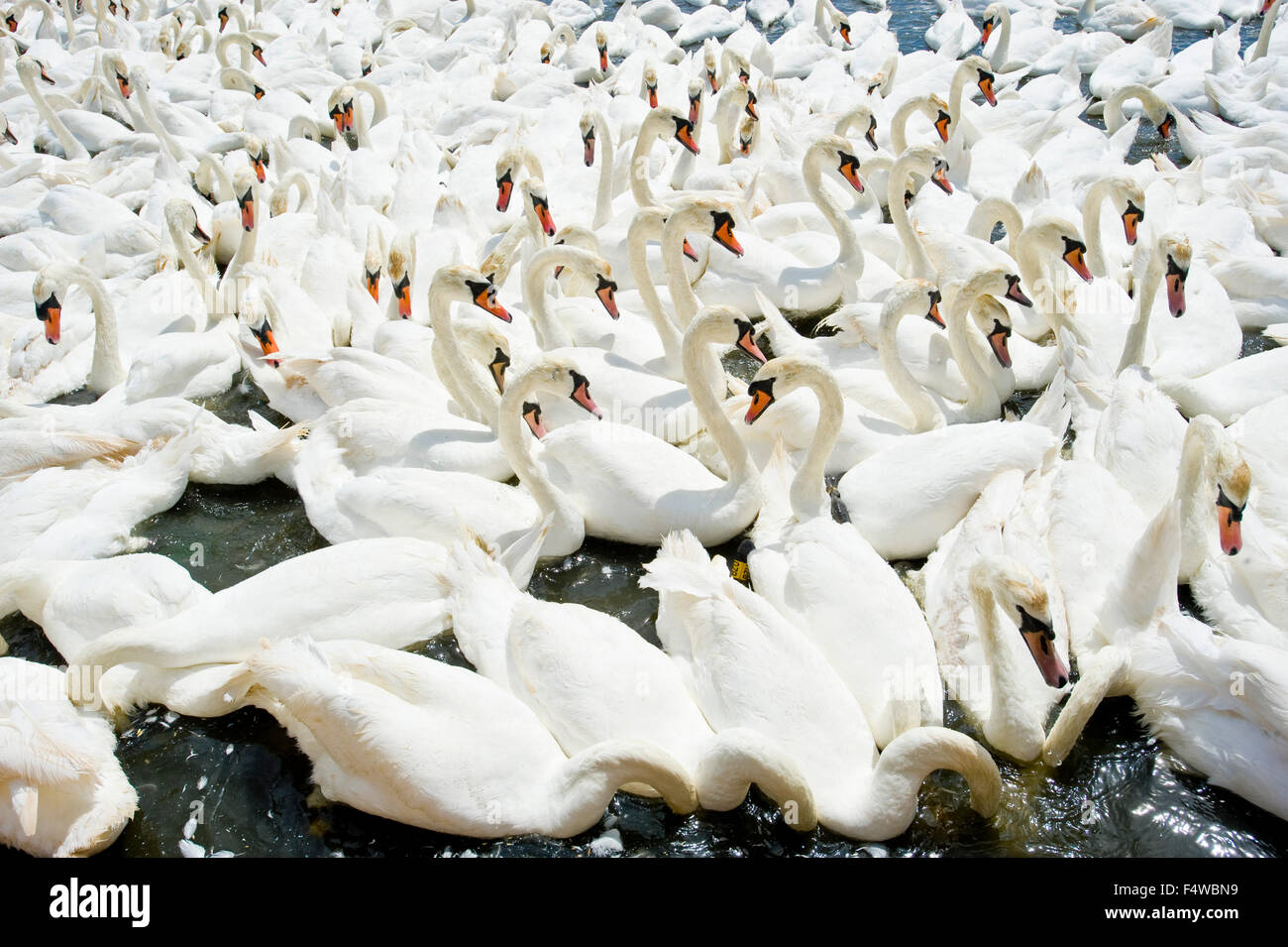 An image showing the swans at the Abbotsbury swan sanctuary in Dorset at feeding time. Stock Photo