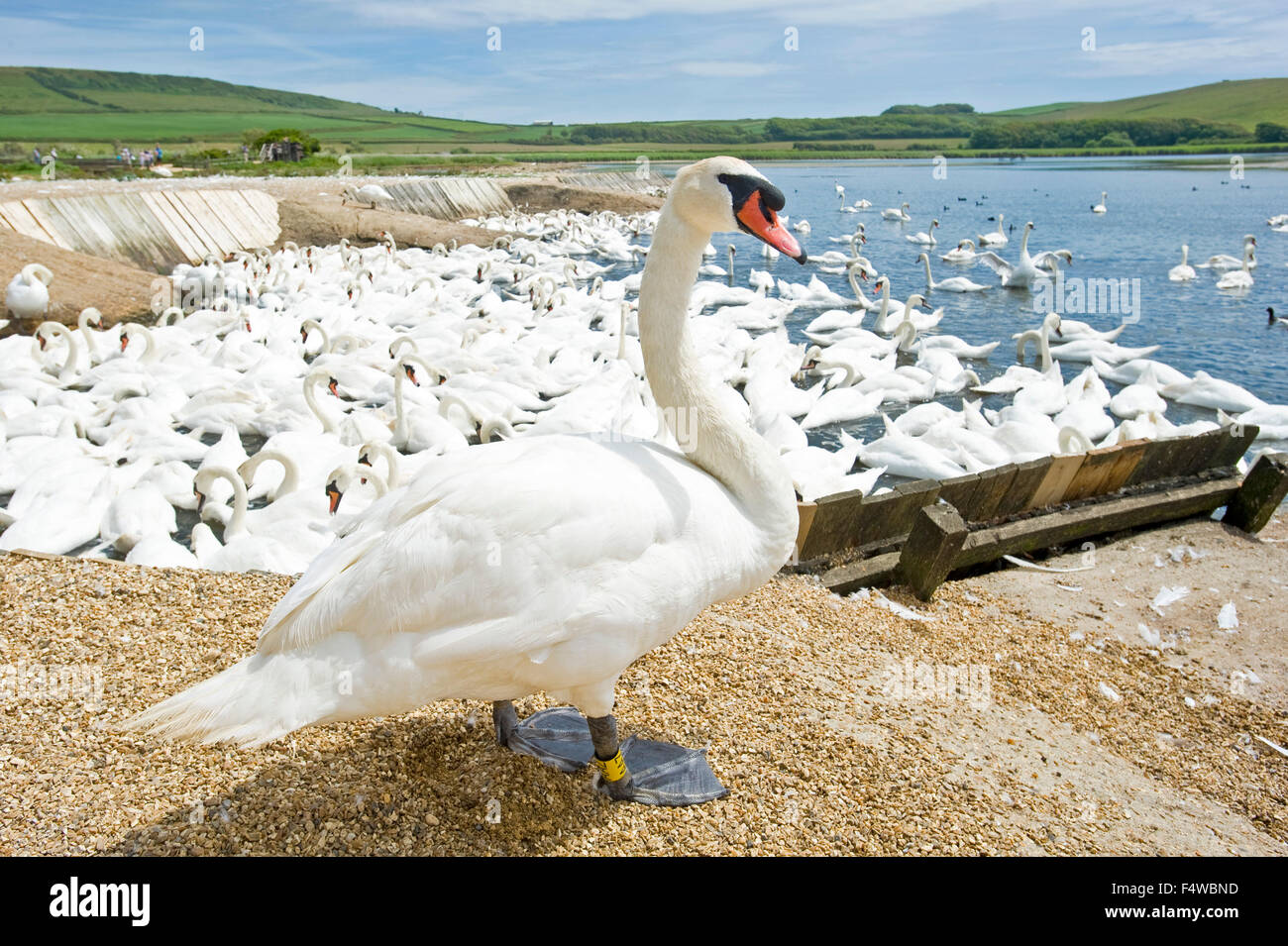 An image showing one of the swans on land in the foreground at the Abbotsbury swan sanctuary in Dorset. Stock Photo