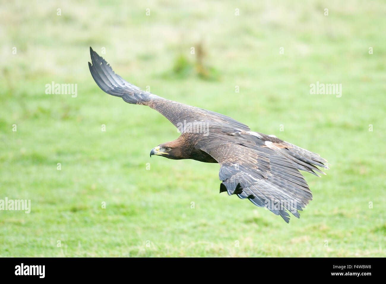 golden eagle flying Stock Photo