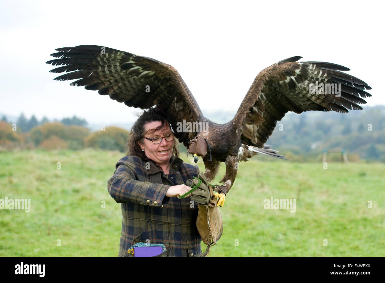 Eagle wingspan hi-res stock photography and images - Alamy