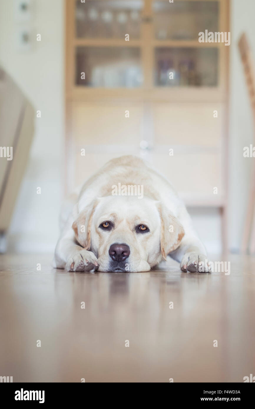 Dog lying on floor hires stock photography and images Alamy