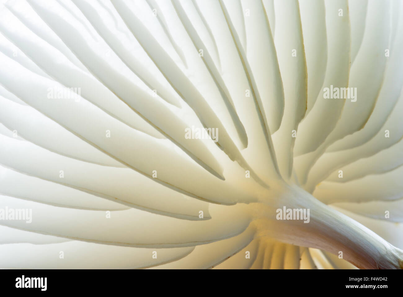 Porcelain fungi (Oudemansiella mucida), underside, Hesse, Germany Stock Photo