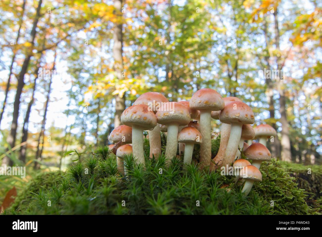 Group of honey fungi mushrooms (Armillaria melee), Buchwald, Hesse, Germany Stock Photo